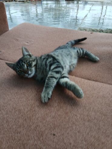 oğlan pişik adları: Tabbi, Erkək, Yaxşı əllərə — 4