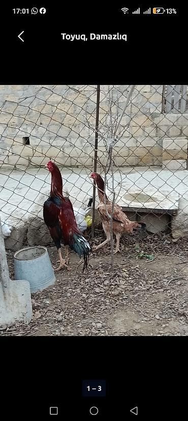 ag qulaq inek cinsi: Toyuq, Damazlıq — 3