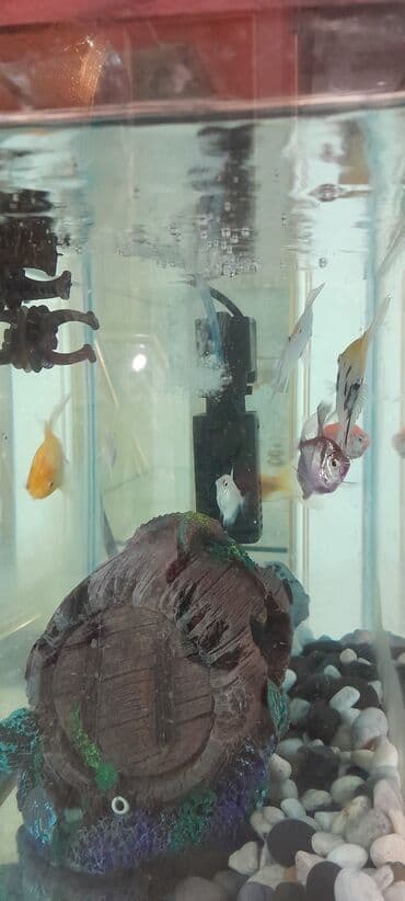 bmw 1 серия 114i mt: Прямоугольный аквариум, Вместе с рыбами, 20 л, Самовывоз — 5