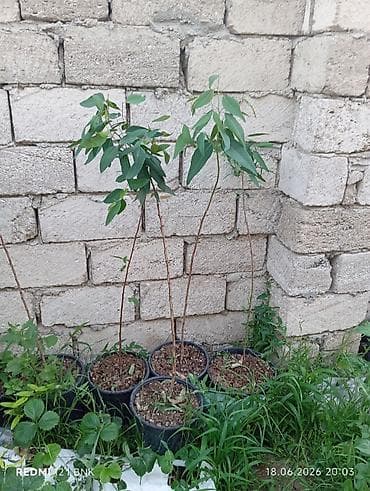 Bitkilər: Ekalipt (Eucalyptus) fidanları – qara plastik qablarda əkilmiş — 2