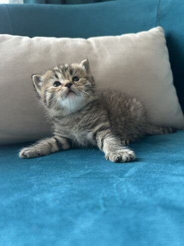 Птицы: Британская, Самовывоз — 9