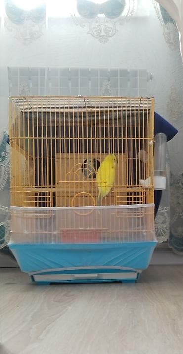 Akvariumlar: Məhsul: Dalmatian sarı və göy rəngli dalğıç qıvrım (muhabbet quşu) — 1