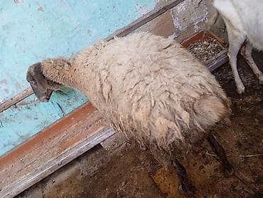 qara mal: 4 aylıq boğaz qoyun, dişləri ağzındadı, 25 kilo ət daşı var, buyrun — 3