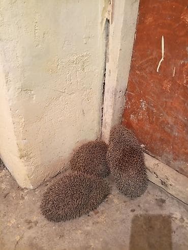 Sağlam kirpiler bir giram prablemi yoxdu saglamdilar