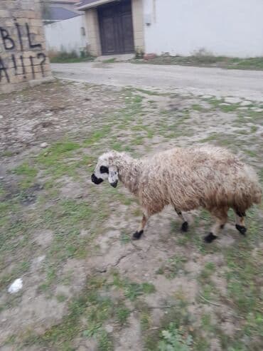 cins ineklerin satisi: Quzu iki dişi quzudu türk sortu qara gozderdendi biri 250 AZN — 3