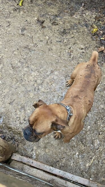 heyvan cütləşməsi: Bokser, 1 il, Dişi — 2