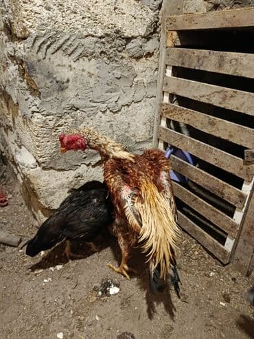 Бараны, овцы: Петух, Heyrati, лет: 1, Платная доставка — 8