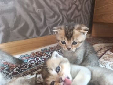 британская шиншилла баку: Шиншилла, Самец, Самка, В добрые руки, Бесплатная доставка — 9