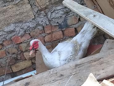 qaşqaldağ quşu: Erkək, | Lal ördək, Ətlik, Ünvandan götürmə — 2