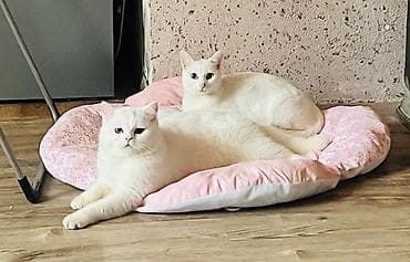 pişik cutləşdirilir: Yaxşı əllərə — 2