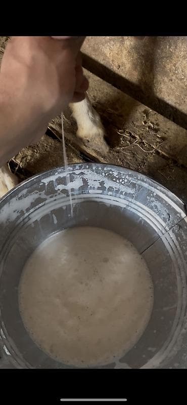 Şirniyyat məhsulları: Keçi südü gündəlik ən azı 10 litr olur ünvan Kürdəxanı kəndi 113 saylı — 2