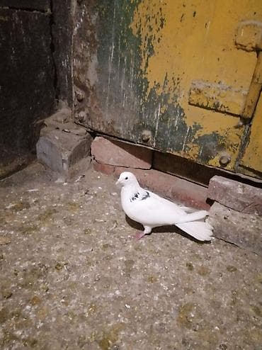 goyərcin damı: Ağ rəngli, boyun və kürək hissəsində qara naxışları olan göyərçin — 3