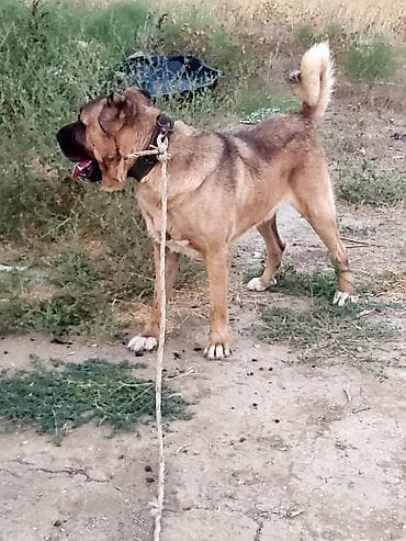 kangal iti satilir: Kanqal, Erkək — 4