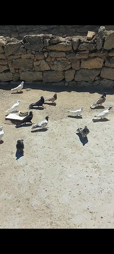 ev heyvanlari adlari: Məhlə üçün müxtəlif rəng və naxışlarda ev göyərçinləri dəsti. - — 2