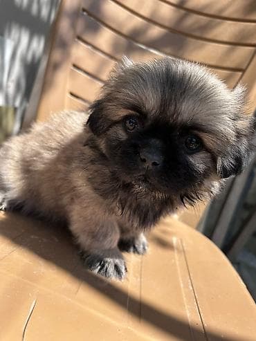 sirin it sekilleri: Pekines, 3 ay, Erkek, Ünvandan götürmə — 1