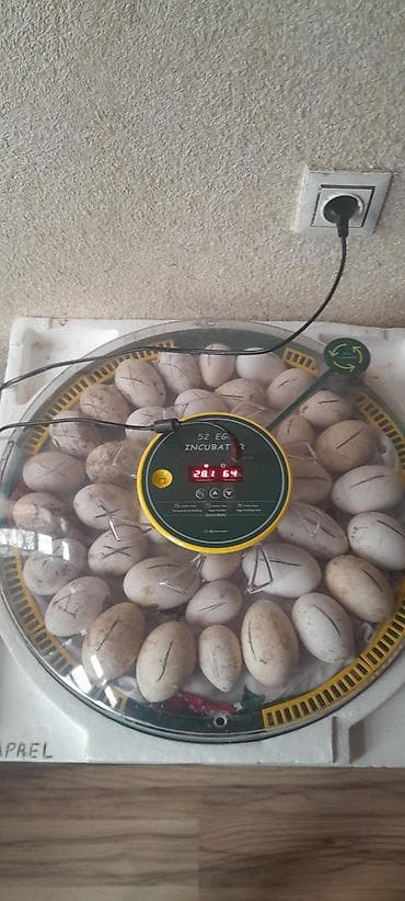 konteyner evler: Çin, Tam avtomat — 4