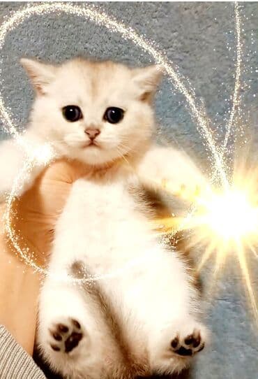 pisiylər: Şotland, Erkək, Dişi, Ünvandan götürmə — 2