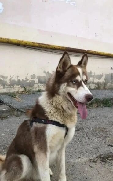 itlə: Xaski, 1 il, Erkek, Peyvəndli, Ünvandan götürmə — 1