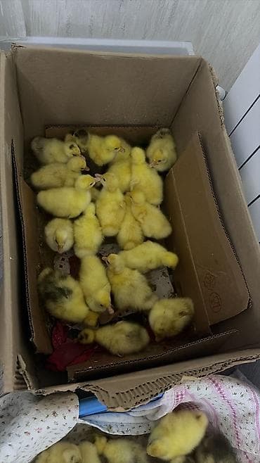 cucə balası: Məhsul: qaz balaları (cücə) Təsvir: - Sarı tüklü, bəzilərində — 1