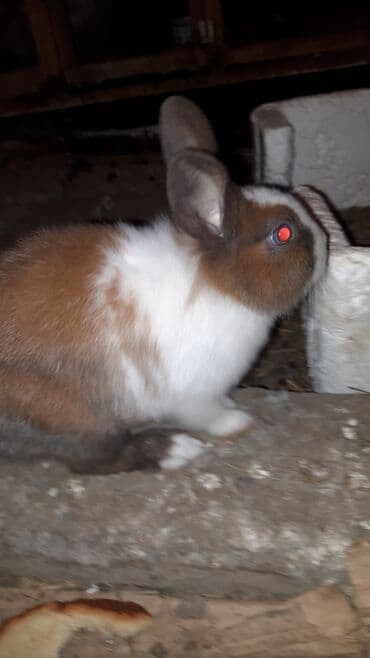 Mercedes-Benz: Karlik nov dovwanlar — 3