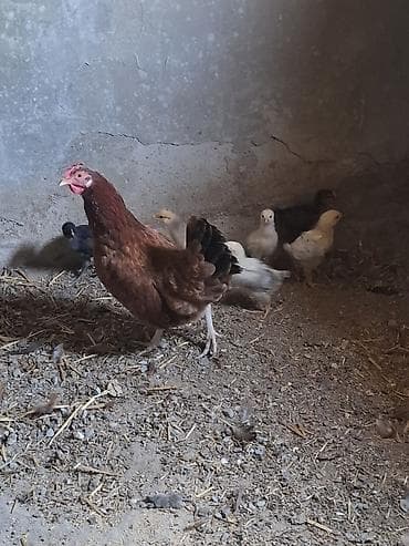quşlar: Tecli satlir 10 toyug 13 colpa 1 balali toyug 6 dene balsiyla 10 gunuk — 10