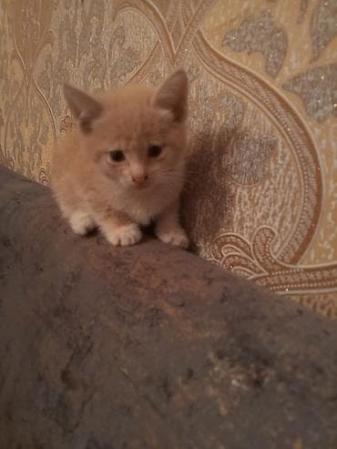 ev sicani: 🐾 Salam dostlar! Balaca, şirin pişik balalarını pulsuz olaraq — 4