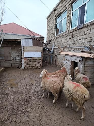 K/t heyvanları üçün mallar: Erkey quzu satılır — 2