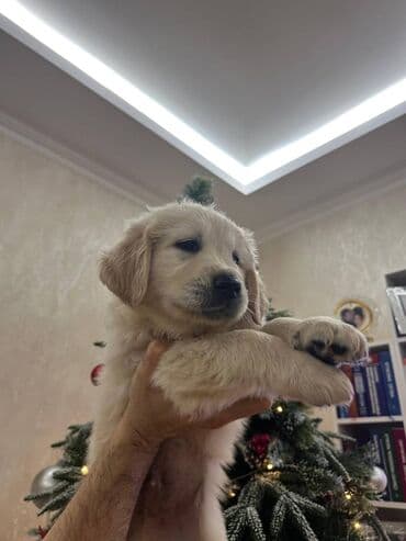 Gəmiricilər: Retriever, 2 ay — 10