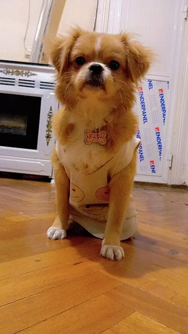 barter itle: Pekines, 1 il — 1