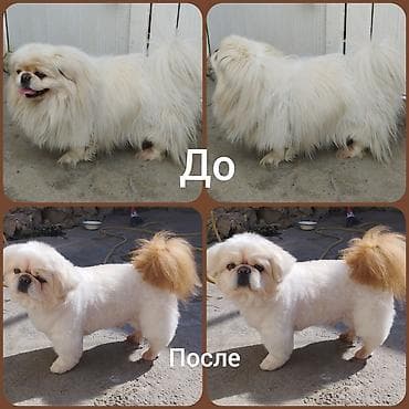 Pudel, 6 ay, Dişi lalafo.az -da Pudel, 6 ay, Dişi