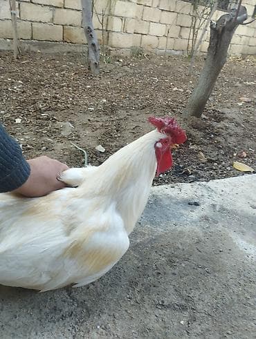 Akvariumlar: Xoruz, il: 1, Ünvandan götürmə — 3