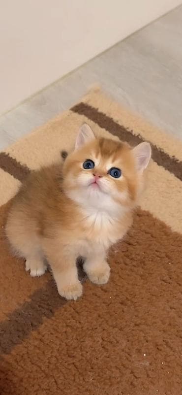 Pişiklər: Qızıl şinşilla — 1