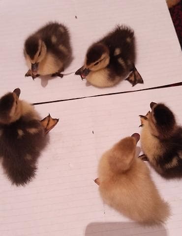 hindüşqa: Macar ve lavanda balası.1lavanda 4macar balası. 5Günlükdu.mayalanib — 3