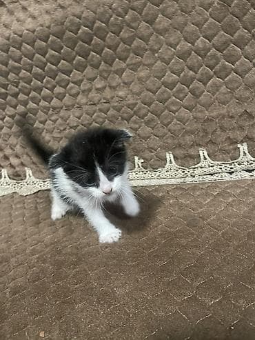 pisik aliram: Yaxşı əllərə — 2