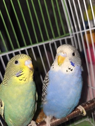 Попугаи: Növ: Dalğalı tutuquşu (nimfa deyil, budgerigar) ikisi bir yerde — 1