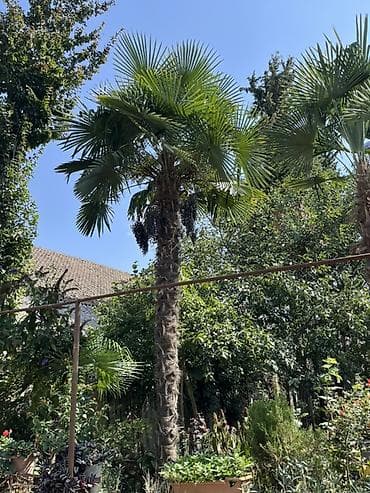 Məhsul: Bağ üçün dekorativ palma ağacı (Trachycarpus fortunei –