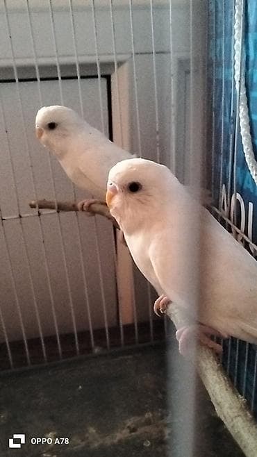 qu qusu: Te tek 12m 3 aylig quşlardi her bir şey yeyiler tam saglam deyişmek — 5