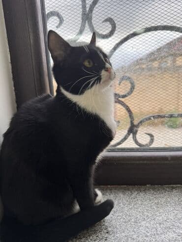 вольер для кота: Самка, В добрые руки — 2