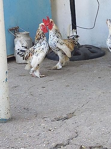 Yaponka Xoruzlar Satılır. Satılır: dekorativ xırda cins toyuqlar