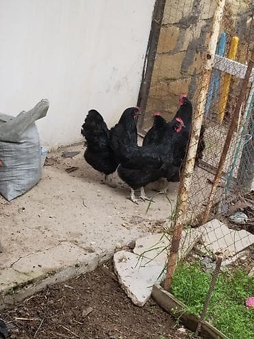 qara avstralop neyin cinsidir: Qara avstrolop toyuqlar .temiz qan.yunurtlayirlar,7ayliqdilar unvan — 1