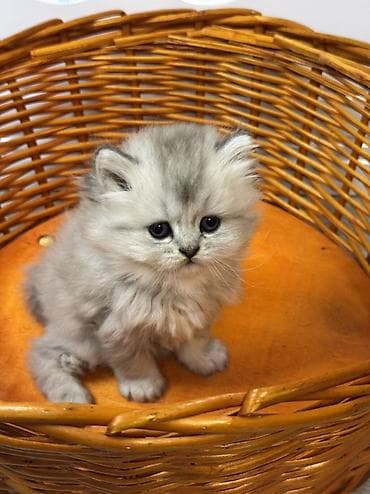 шиншилла кошка: Шиншилла — 3