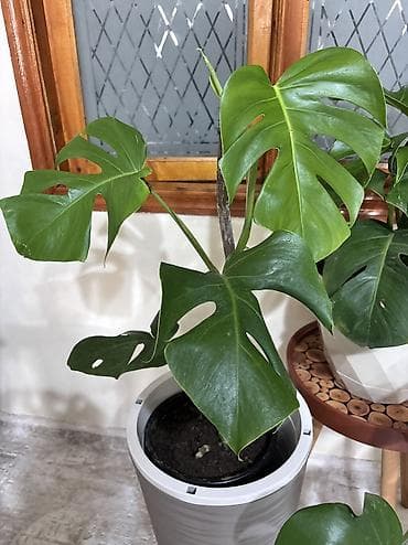 kala bitkisi: Monstera qiymət 15 -25-35-45azn. Ünvan Şamaxinka. Burdan götürə — 6