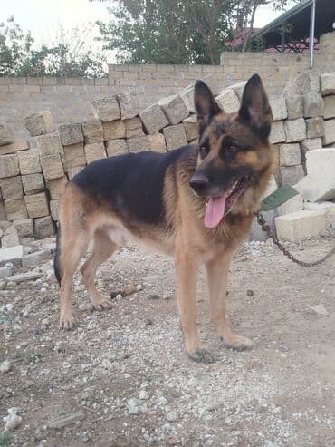 немецкие овчарки купить: Немецкая овчарка, Самец — 4