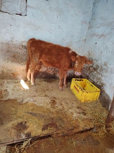 Inəklər, öküzlər: Satılır: qırmızı rəngli buzov dişidi - Növ: yerli mal-qara (sığır) - — 2