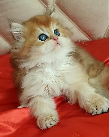 Pişiklər: Qızıl şinşilla — 4