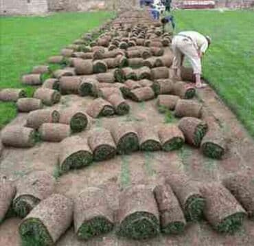 jasmin ağacı: Qazon si̇fari̇şi̇ həyət və villalar ücün yüksək kefiyətli qazon — 5