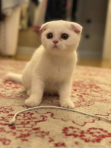 it pişik: Britan — 4