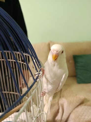 tutuquşu haqqında məlumat: Məhsul: Dalmatian/Jakobin rəng qırması olmayan dalmatian olmayan, sarı — 2