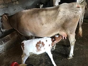 heleb kecisi satilir: Satlllr 3 qalma dişi. Baladl. 14 Lt süd Verir — 2