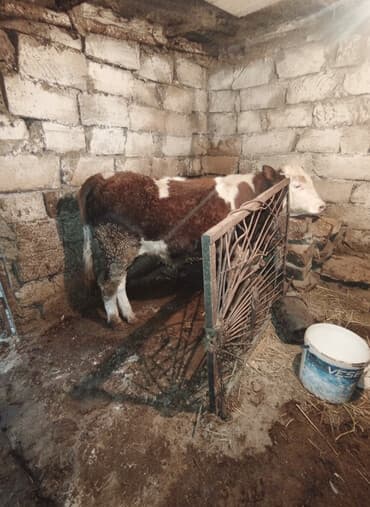 simental inekler satilir: 11 ayln içində dir dir çəkmişəm qapan da 270 kilo gəlib belə əti var — 1